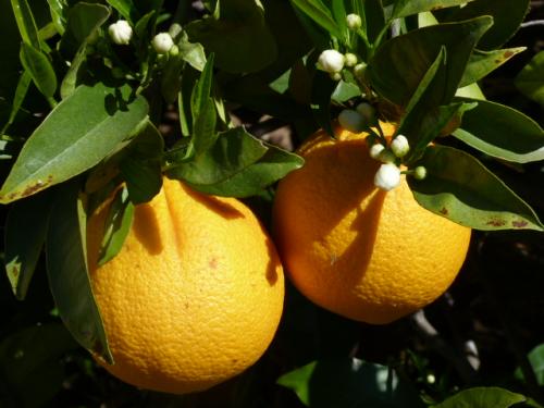 Sinaasappelboom in de tuin